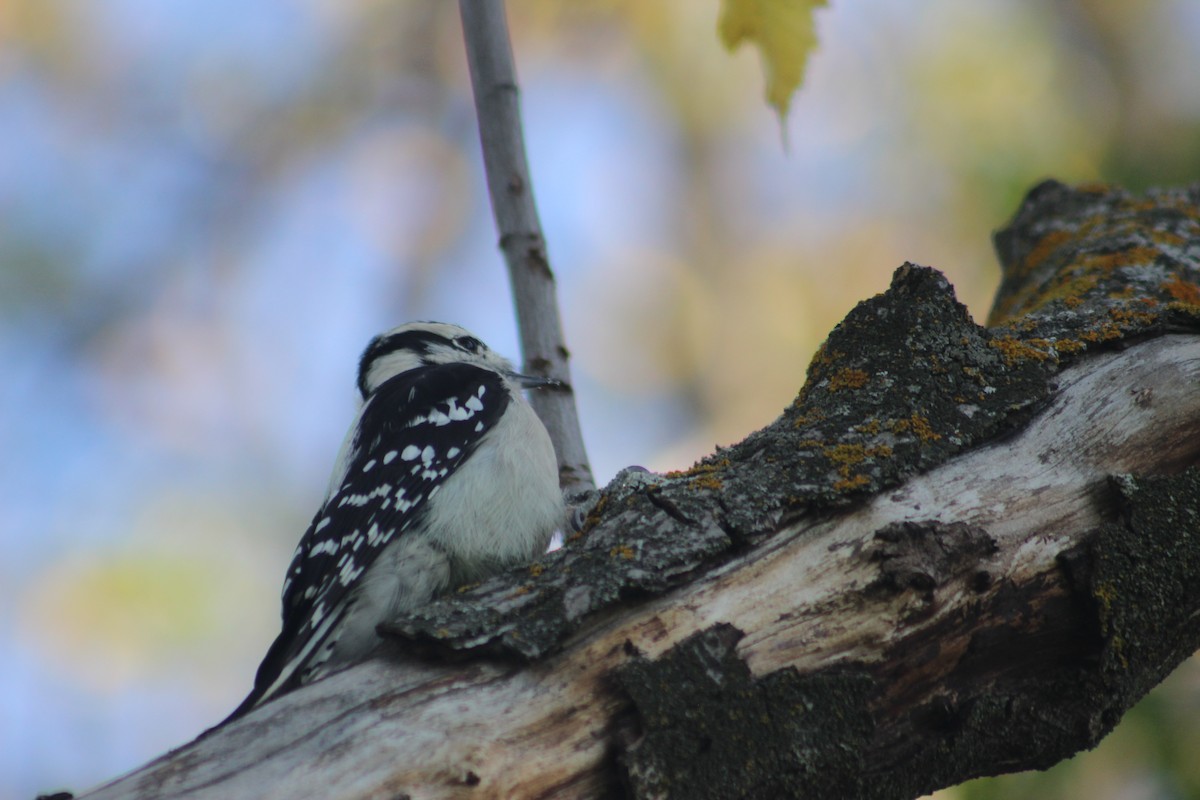 Downy Woodpecker - ML642672512