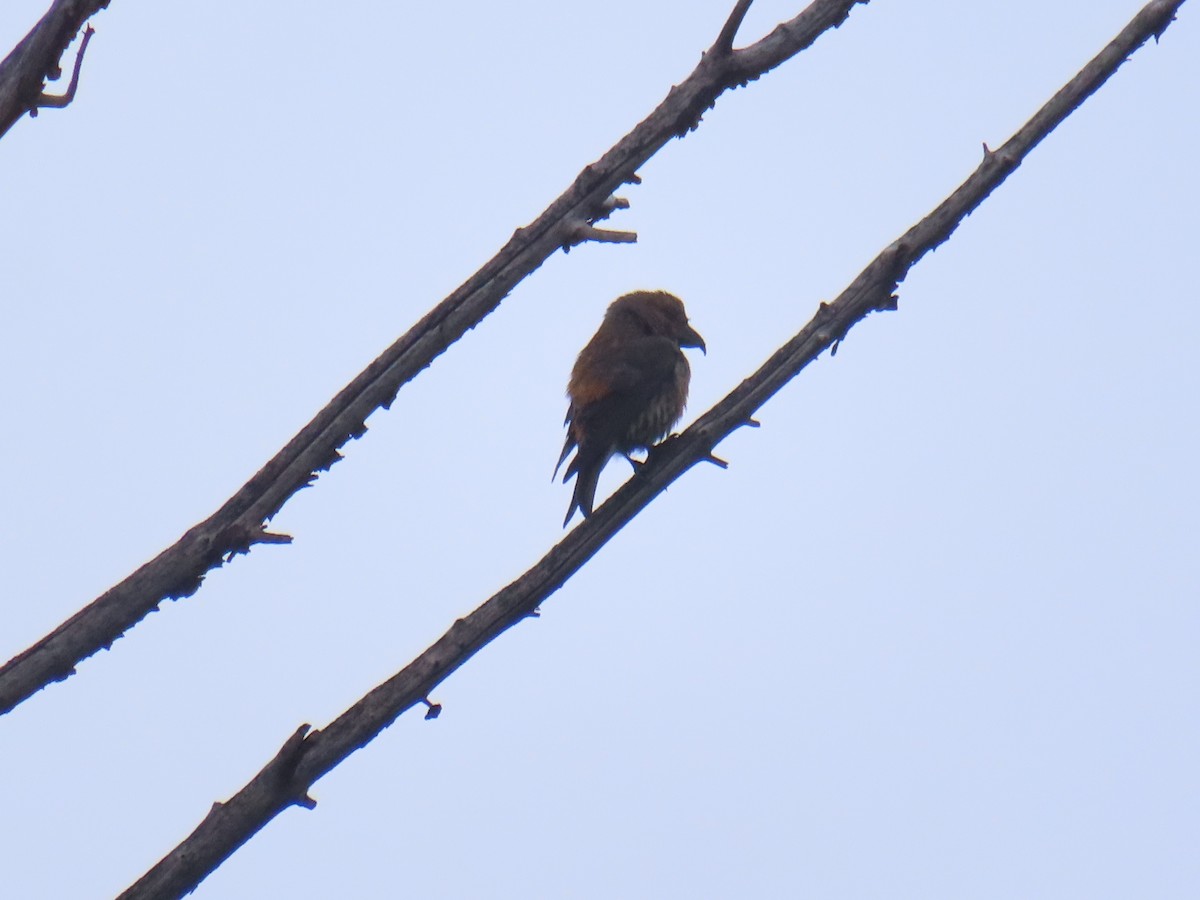 Red Crossbill - ML642672513