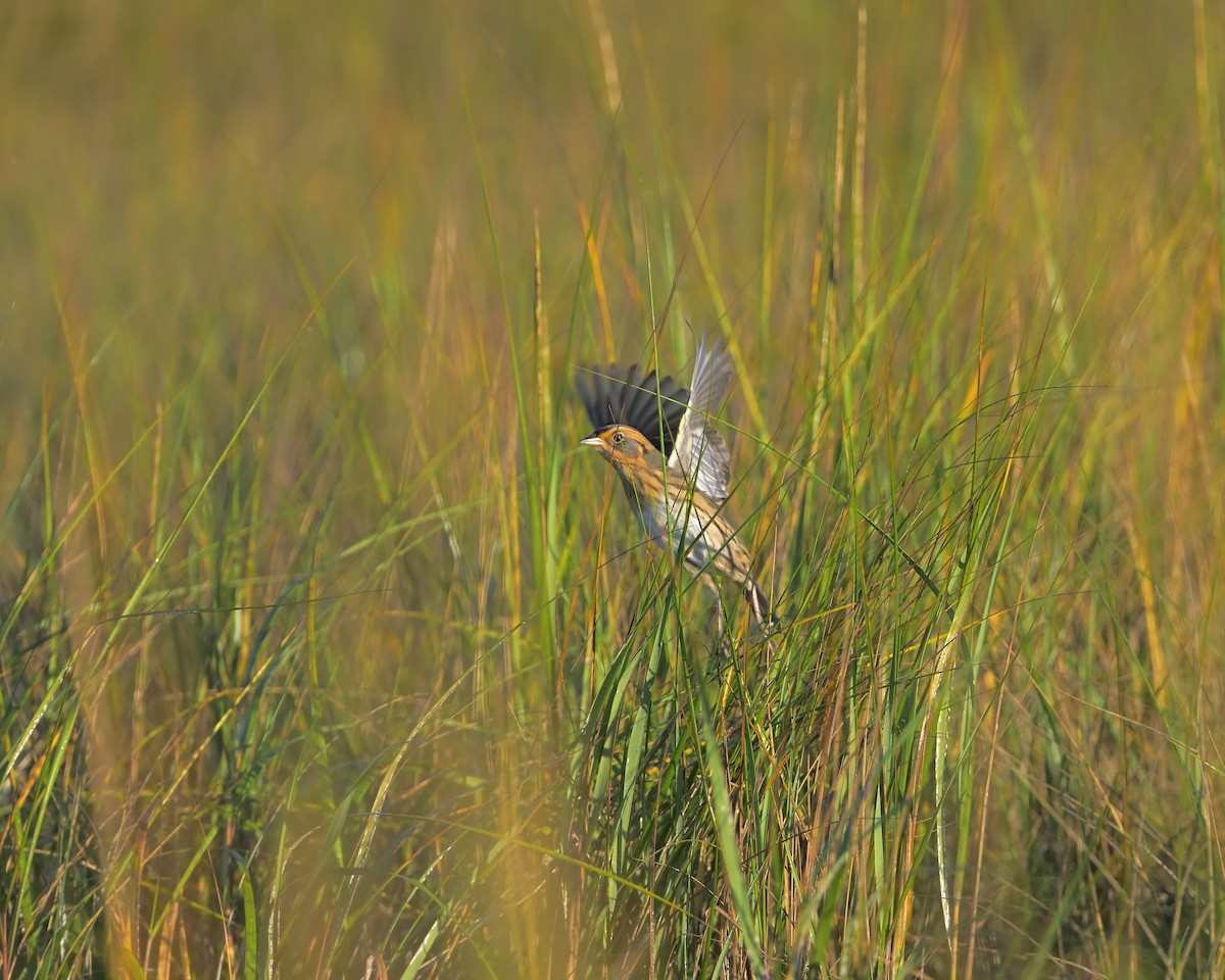 Saltmarsh Sparrow - ML642672523