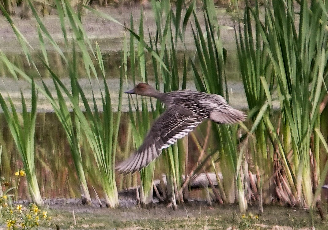 Northern Pintail - ML642672528
