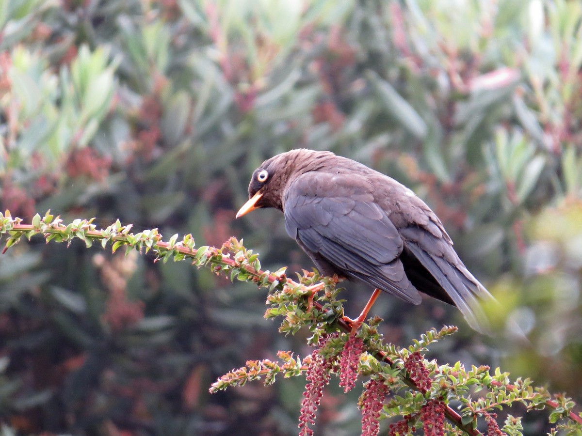 Sooty Thrush - ML642672530