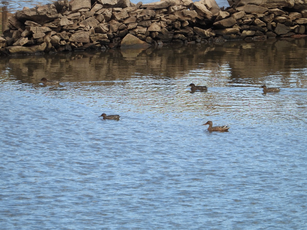 Green-winged Teal - ML642672533