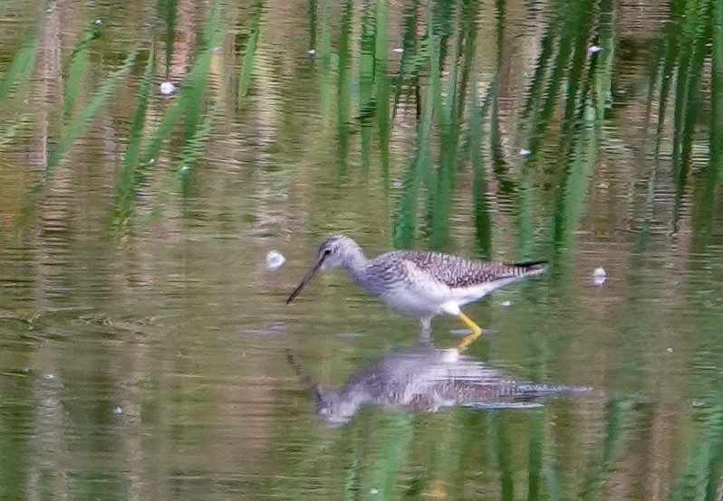 Greater Yellowlegs - ML642672535