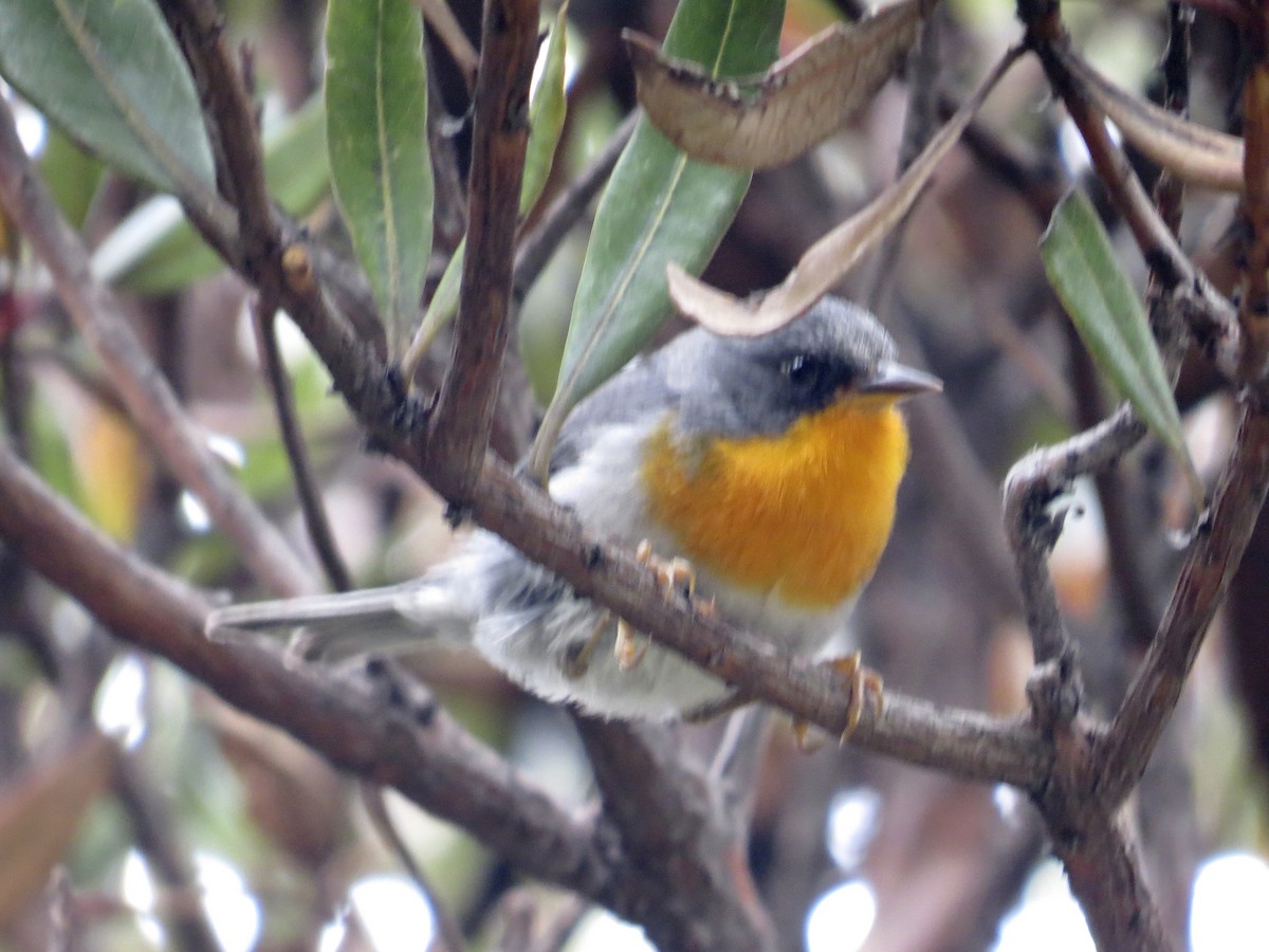 Flame-throated Warbler - ML642672538