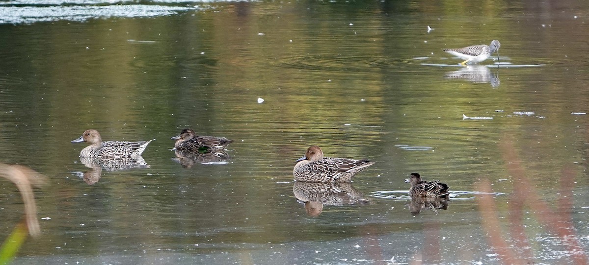 Northern Pintail - ML642672549