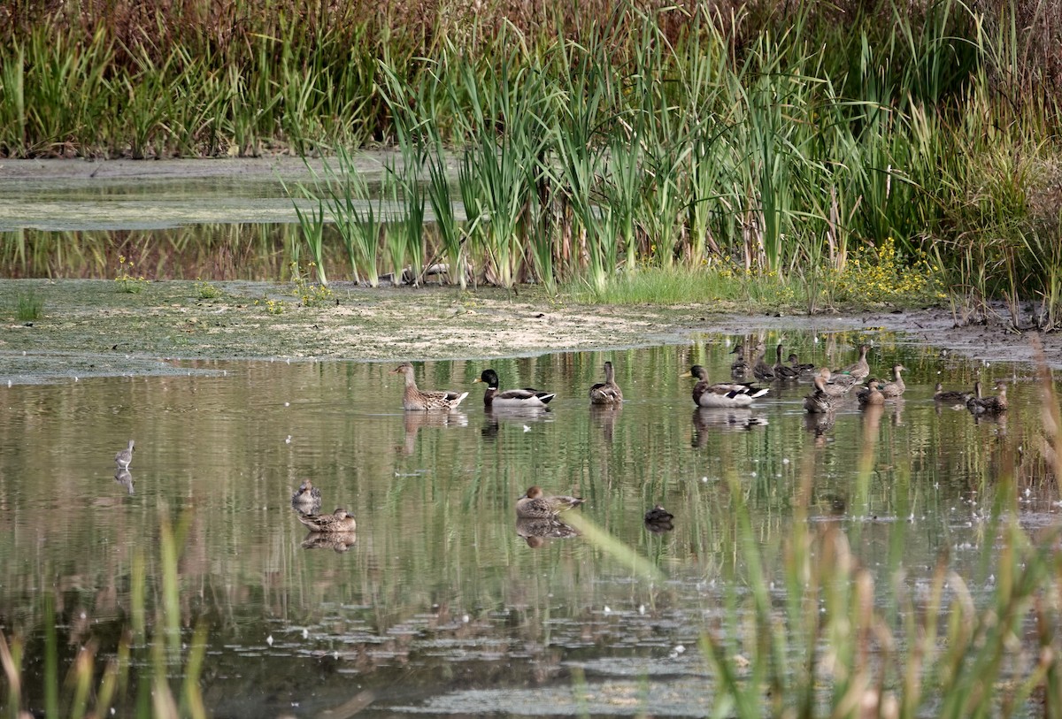 Green-winged Teal - ML642672555