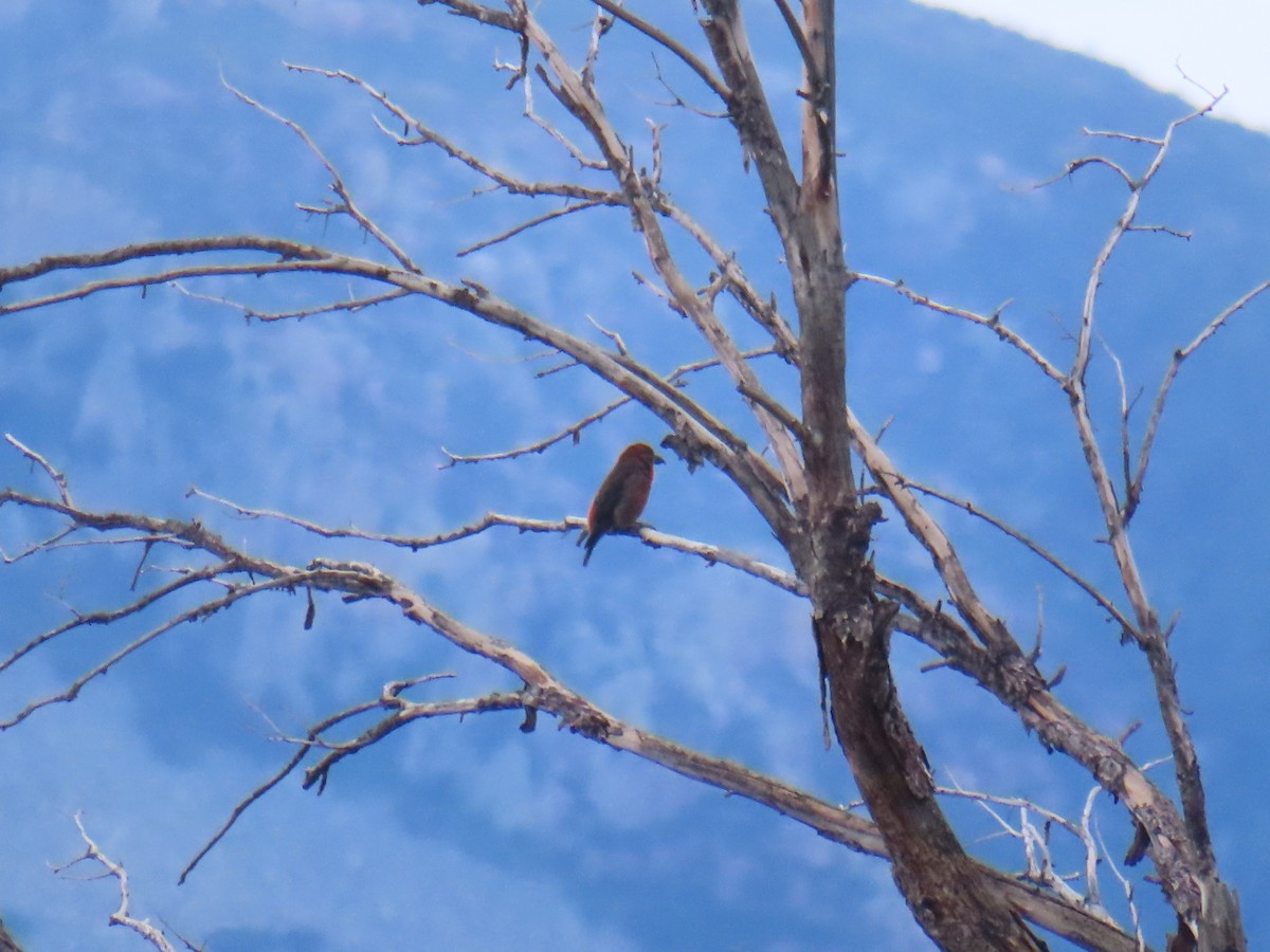 Red Crossbill - ML642672557
