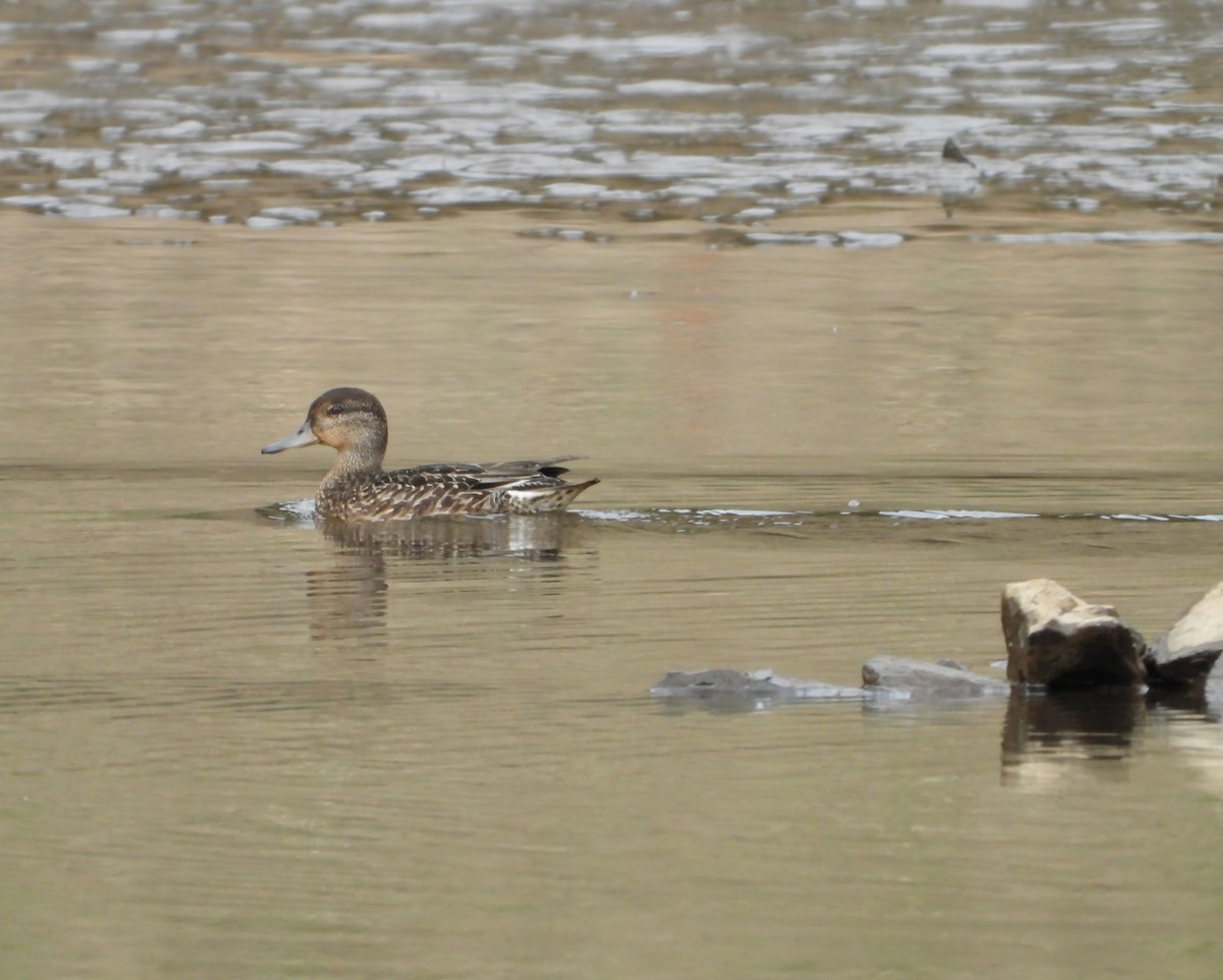 Green-winged Teal - ML642672562