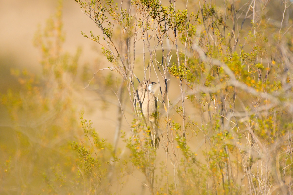 ノドジロエボシカマドドリ - ML642672564