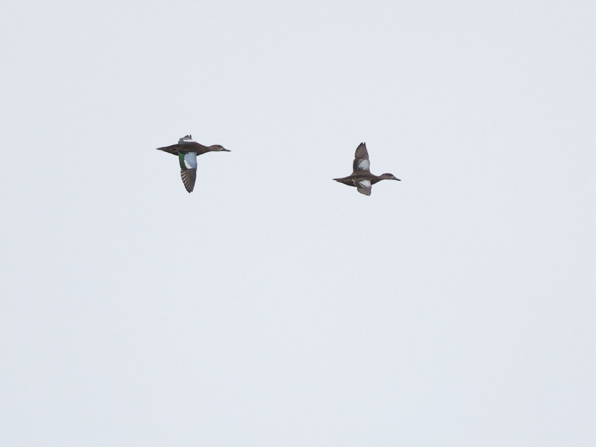 Blue-winged Teal - ML642672569