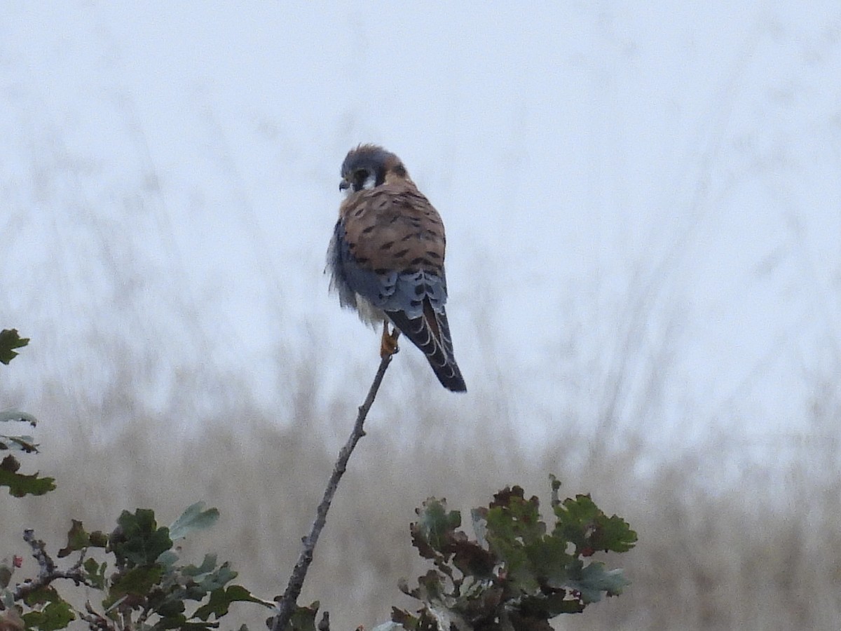 American Kestrel - ML642672575