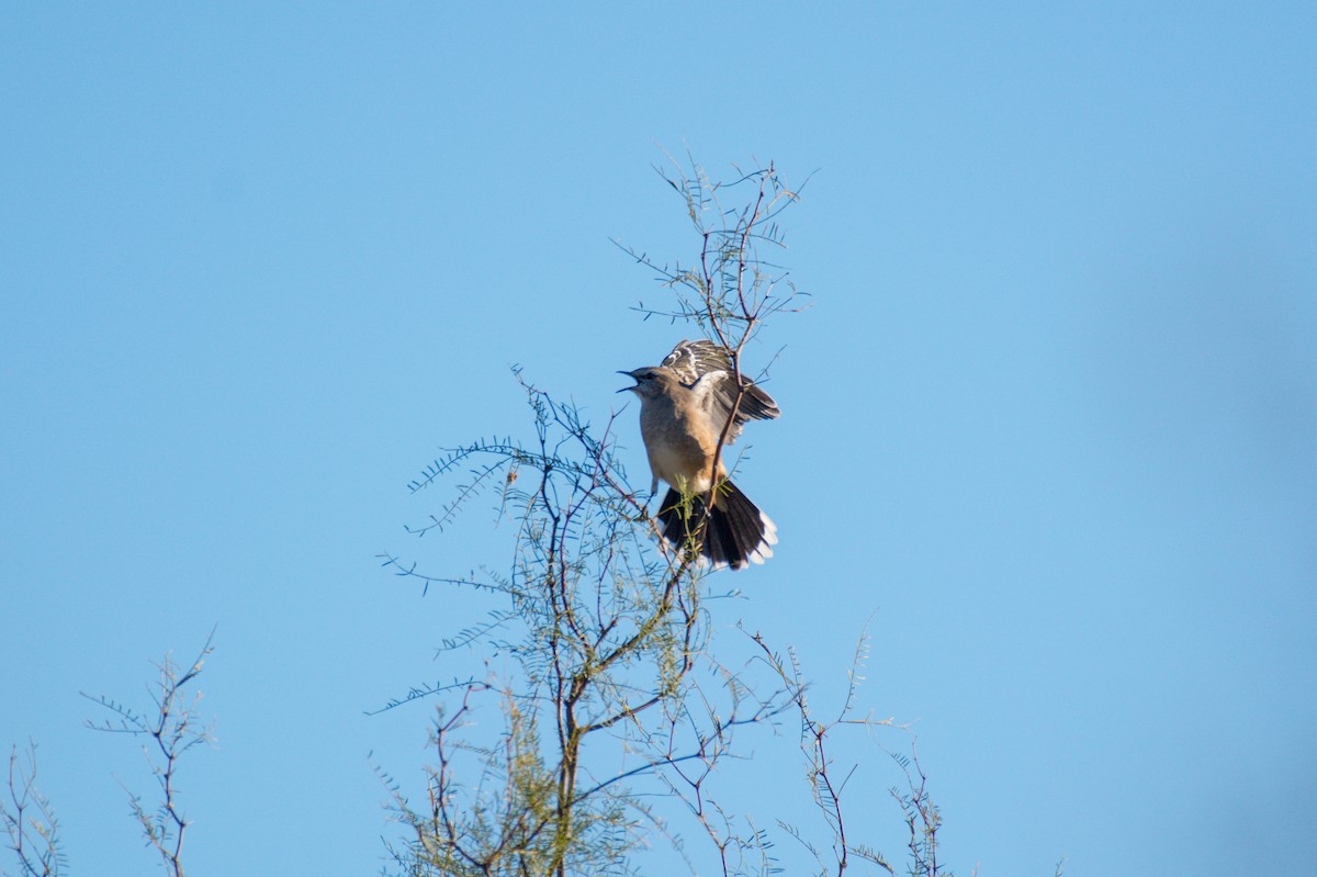 Patagonian Mockingbird - ML642672586