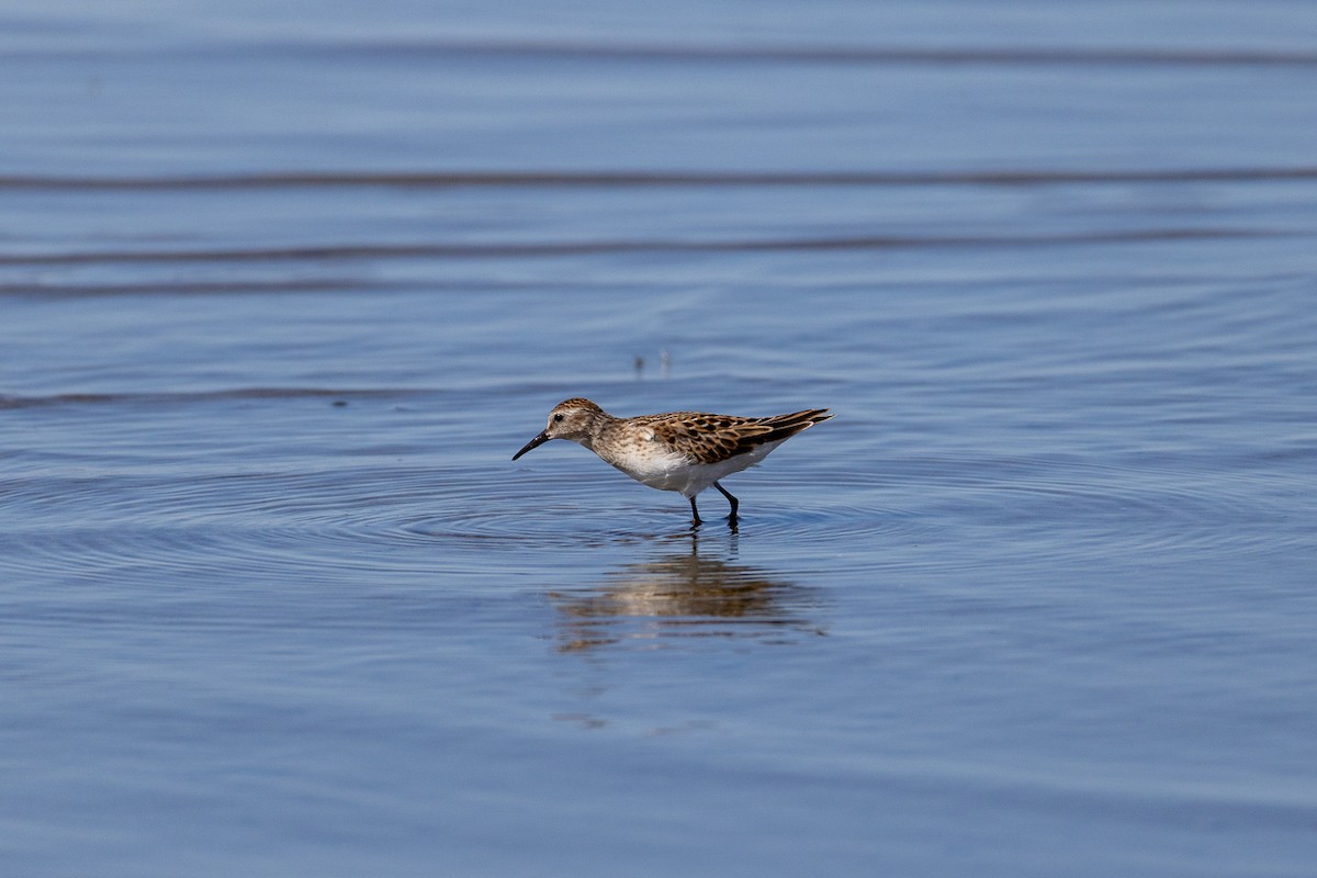 Least Sandpiper - ML642672587