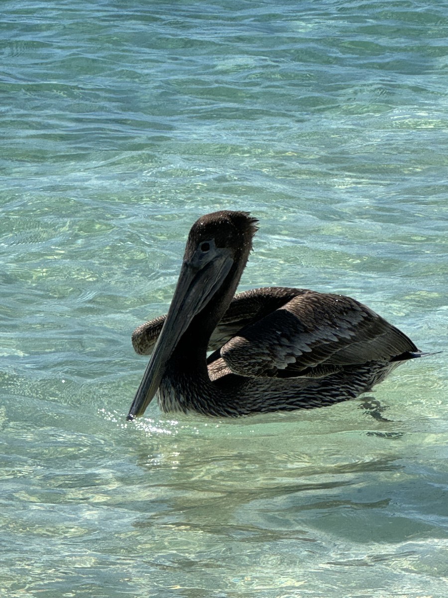 Brown Pelican - ML642672591