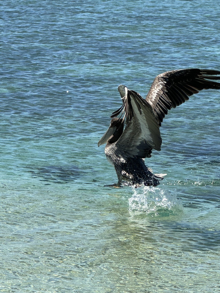 Brown Pelican - ML642672592