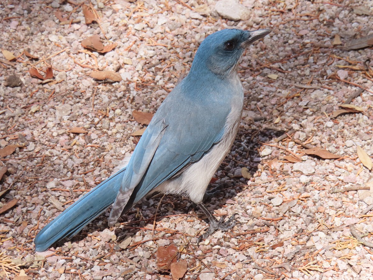 Mexican Jay (Arizona) - ML642672598