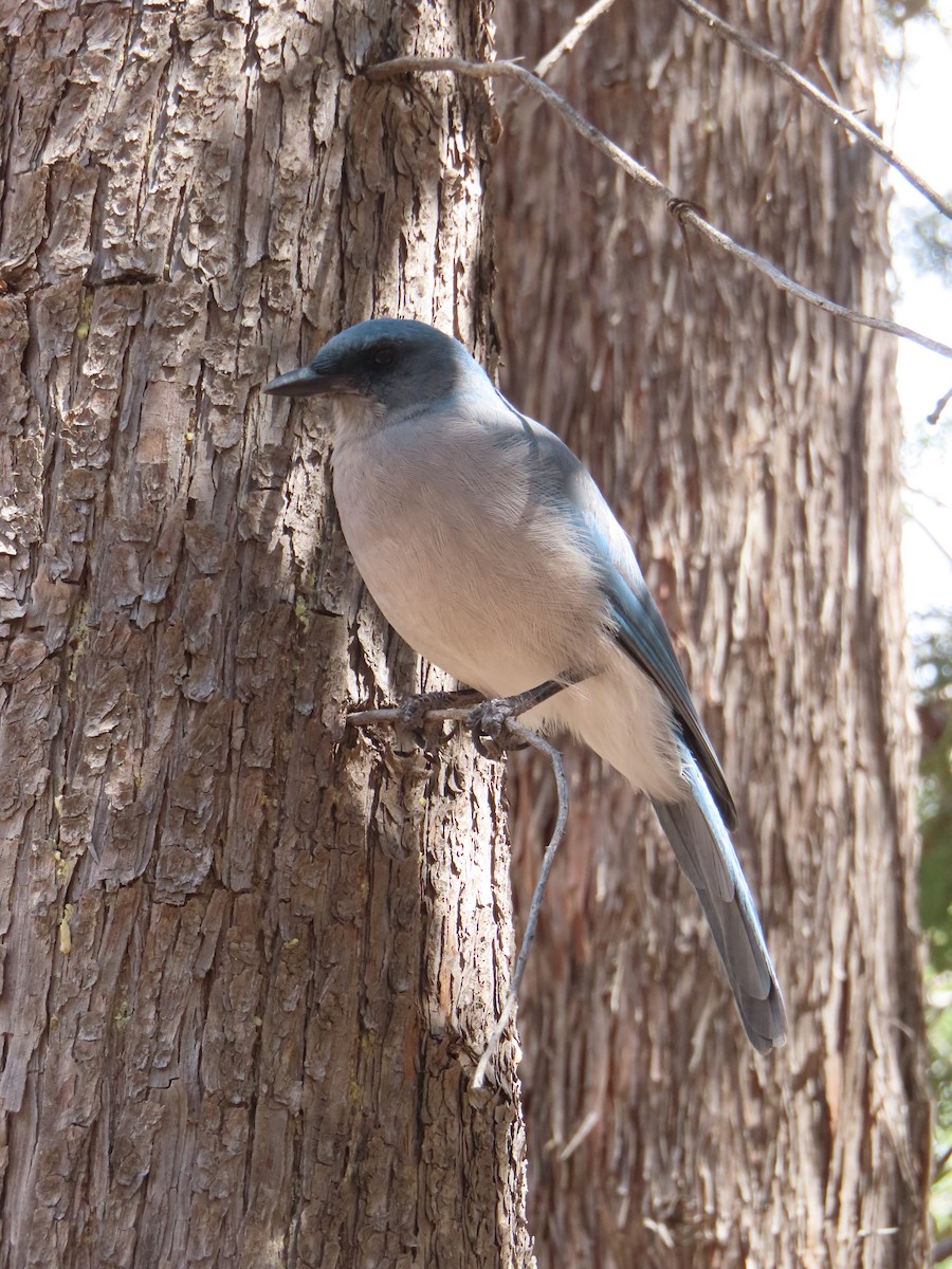 Mexican Jay (Arizona) - ML642672635