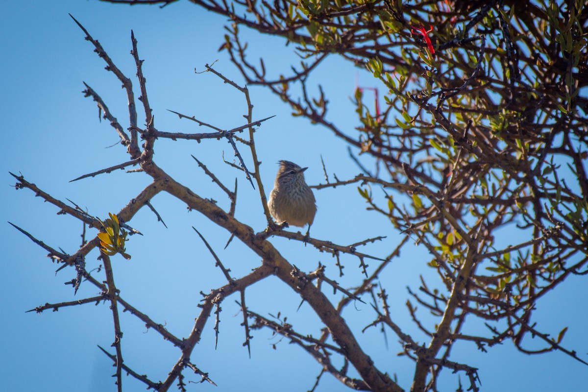 Tufted Tit-Spinetail - ML642672638