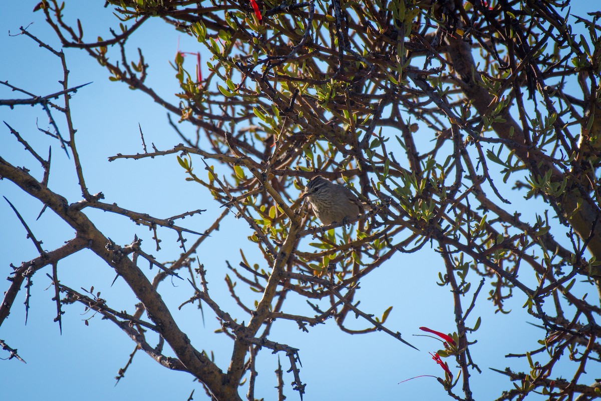 Tufted Tit-Spinetail - ML642672639