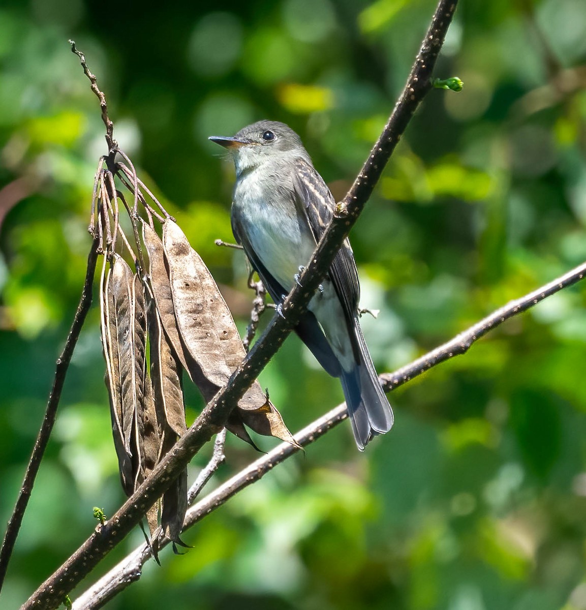 Eastern Wood-Pewee - ML642672641