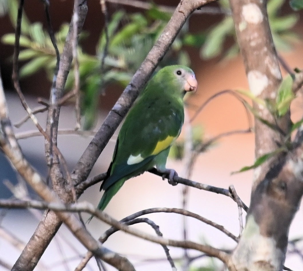 White-winged Parakeet - ML642672650