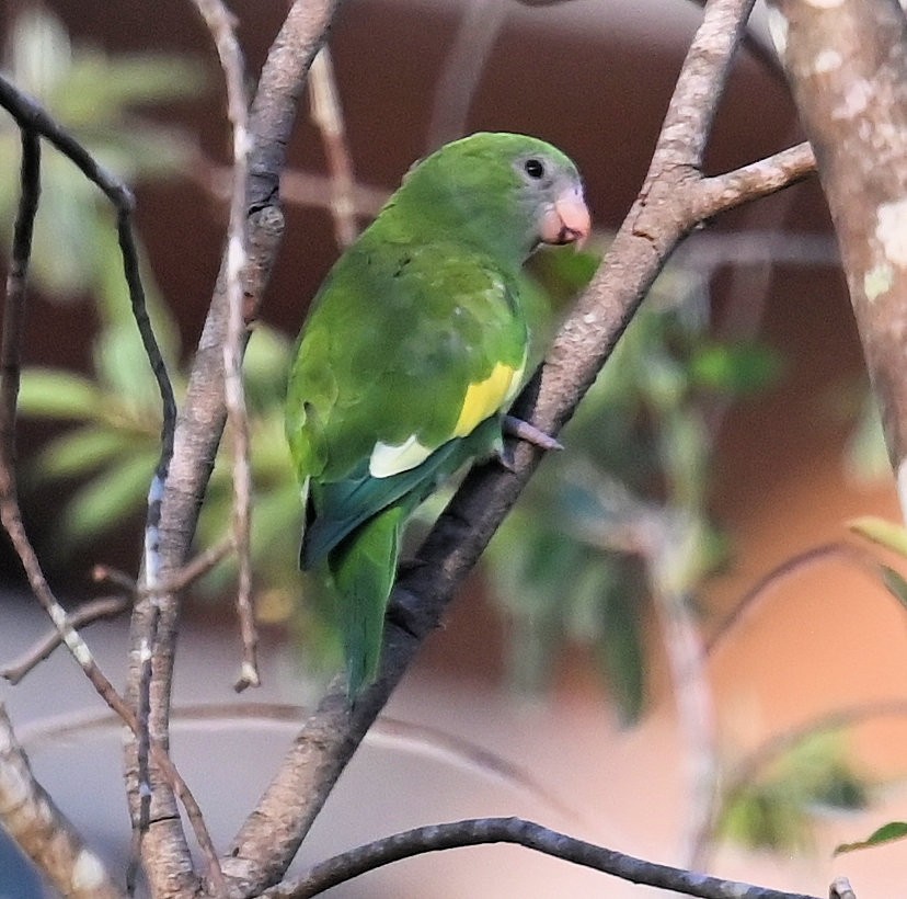 White-winged Parakeet - ML642672651