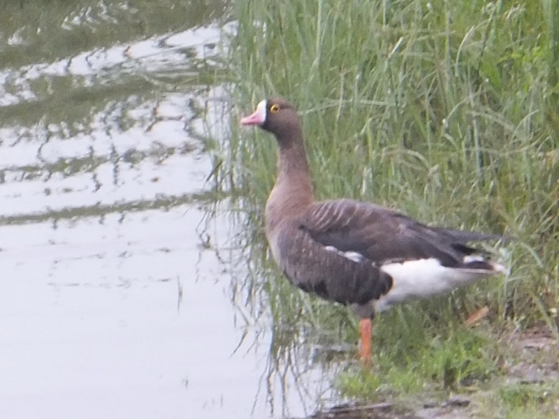 Oca lombardella minore - ML642672659