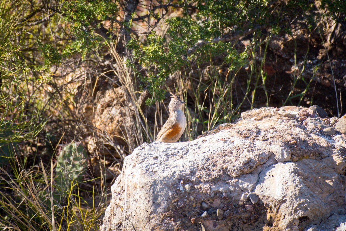 Crested Gallito - ML642672663