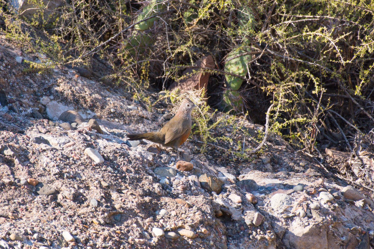 Crested Gallito - ML642672664