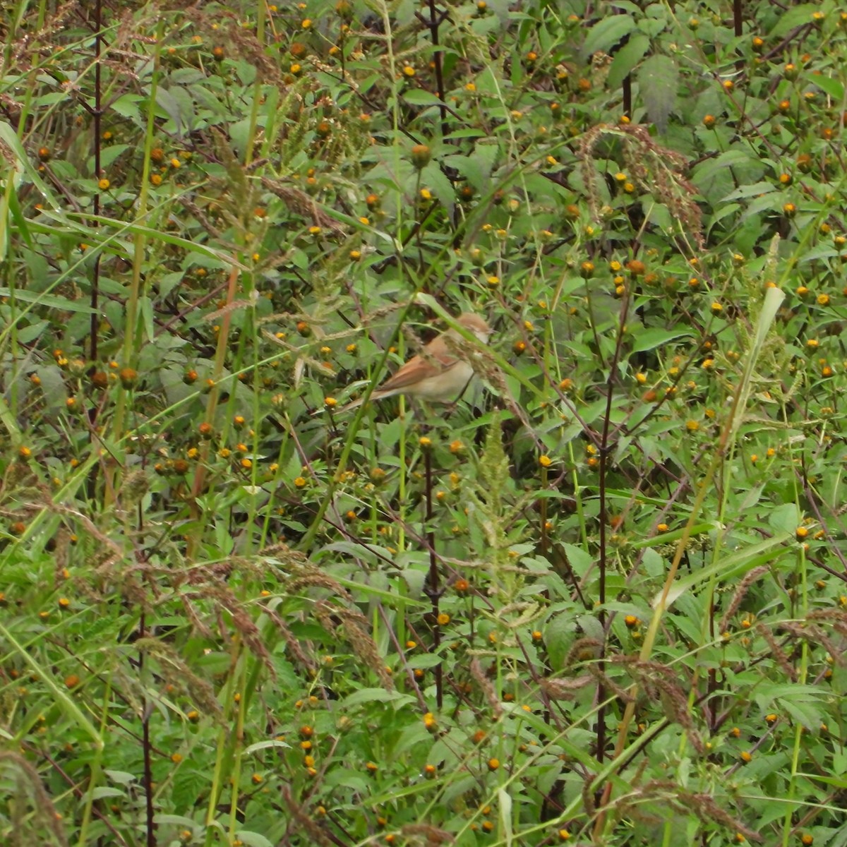 Greater Whitethroat - ML642672671