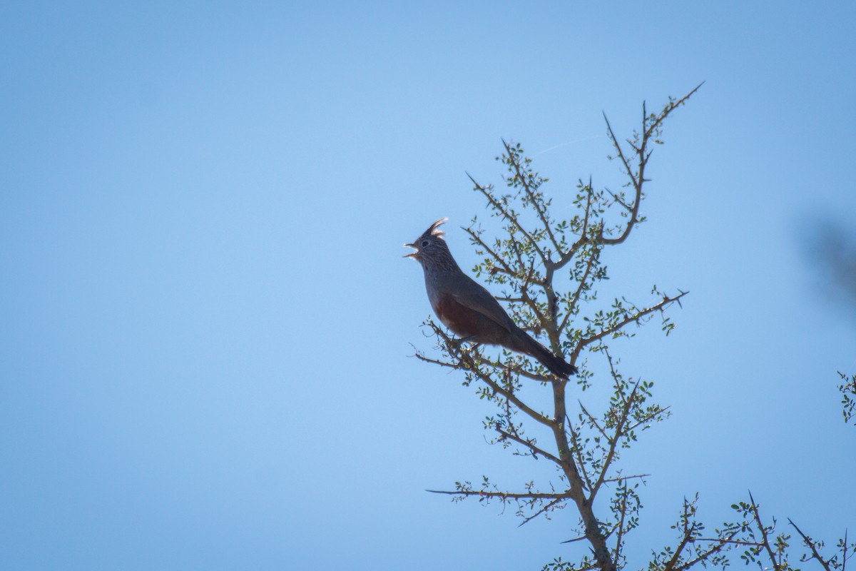 Crested Gallito - ML642672683