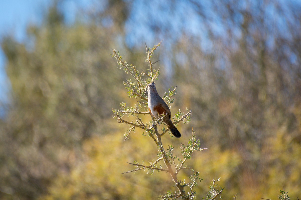 Crested Gallito - ML642672690