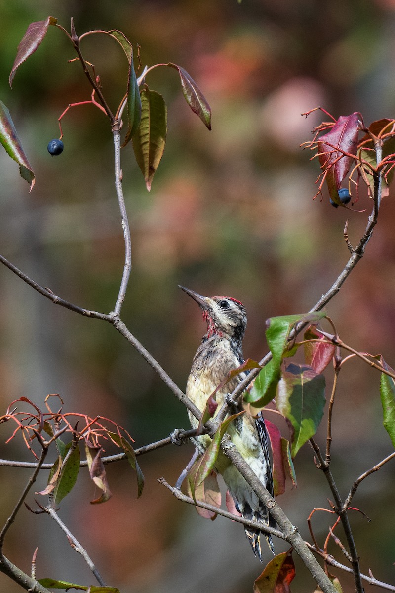 Yellow-bellied Sapsucker - ML642672695