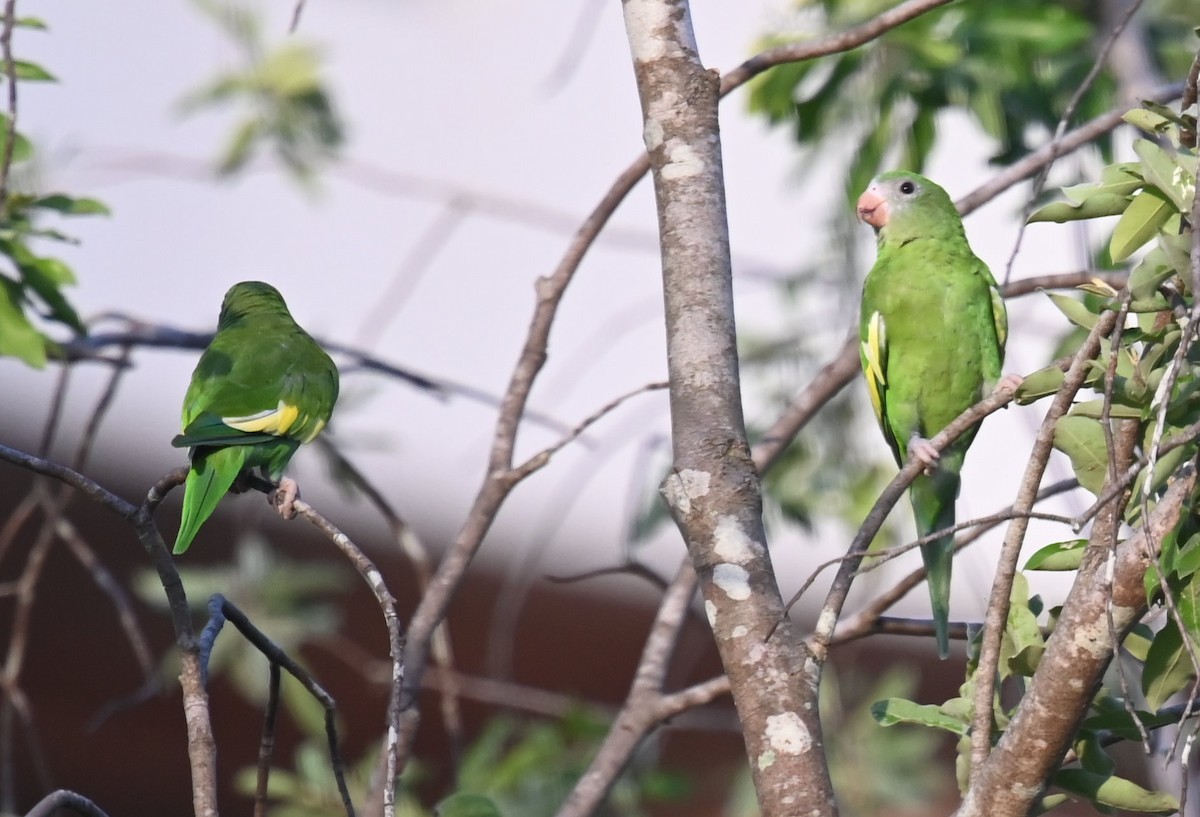 White-winged Parakeet - ML642672705