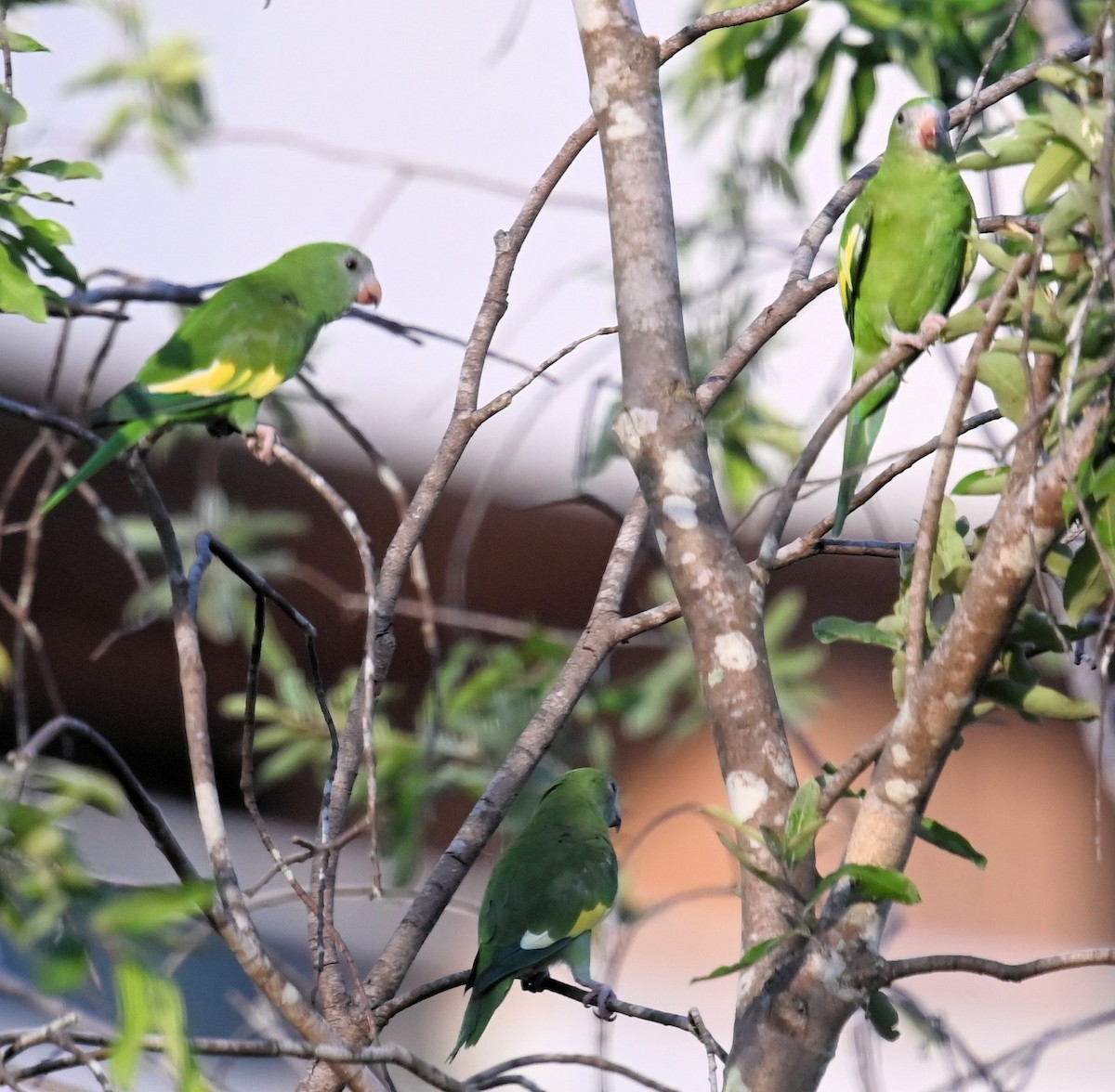 White-winged Parakeet - ML642672706