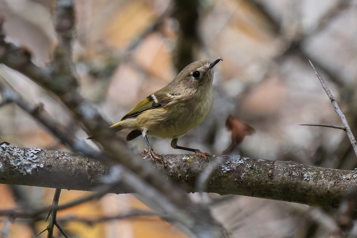 Ruby-crowned Kinglet - ML642672711