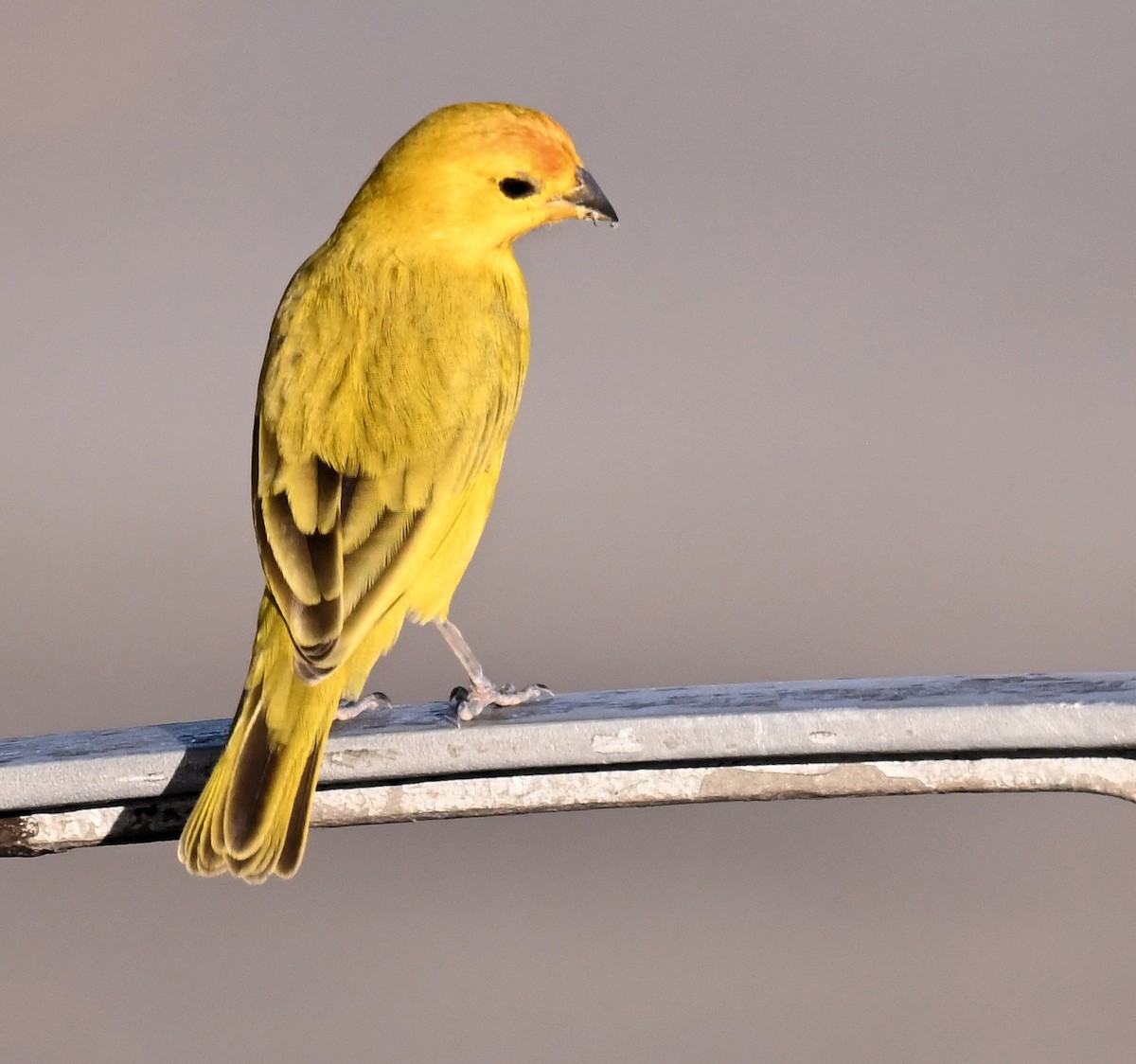 Orange-fronted Yellow-Finch - ML642672713