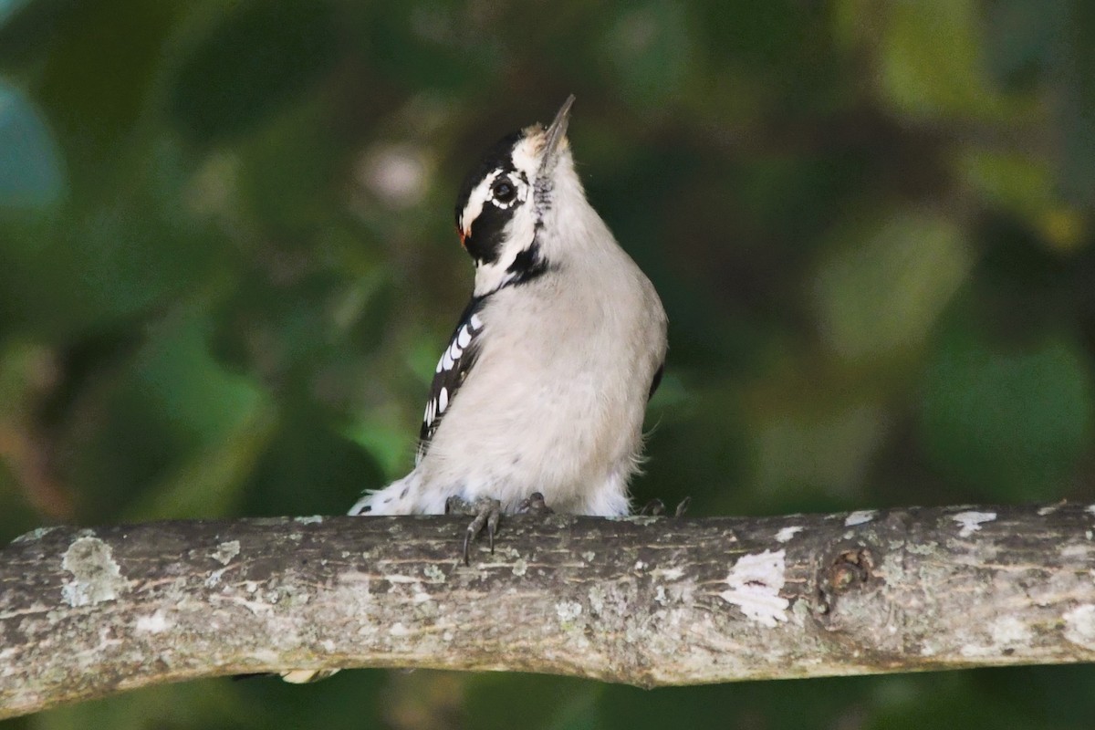 Downy Woodpecker - ML642672714