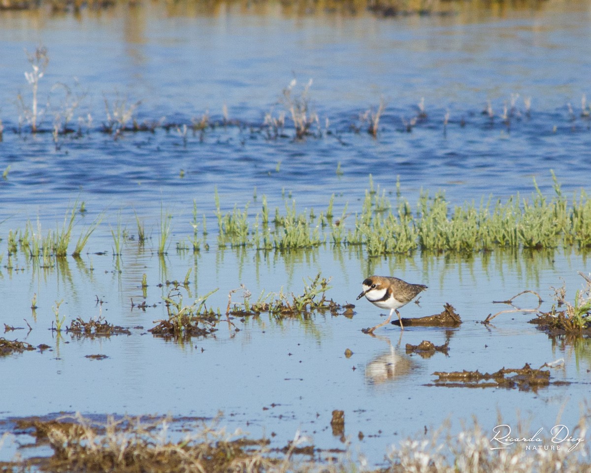 Collared Plover - ML642672715