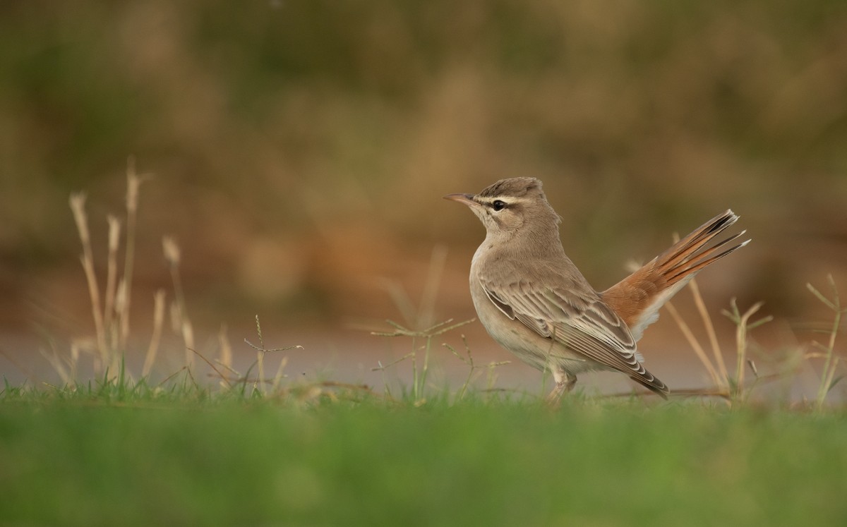 Rufous-tailed Scrub-Robin - ML642672720