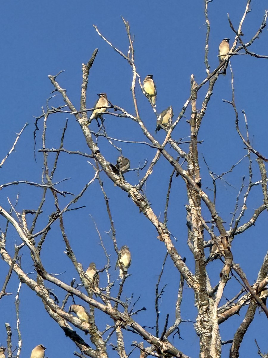Cedar Waxwing - ML642672744