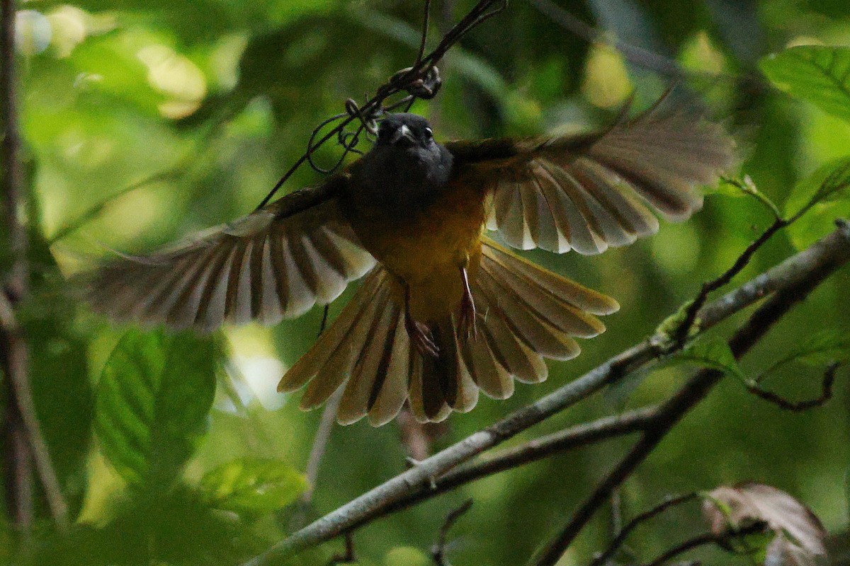 Gray-headed Tanager - ML642672768