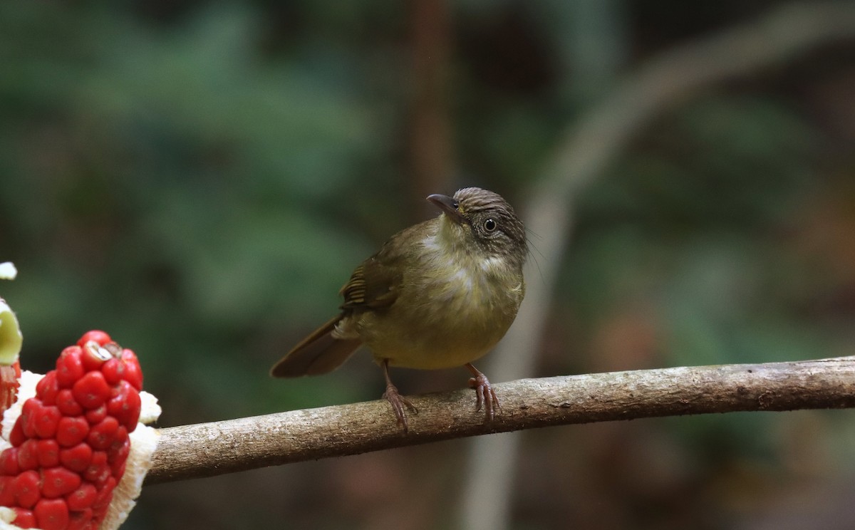 Bulbul de Palawan - ML642672769