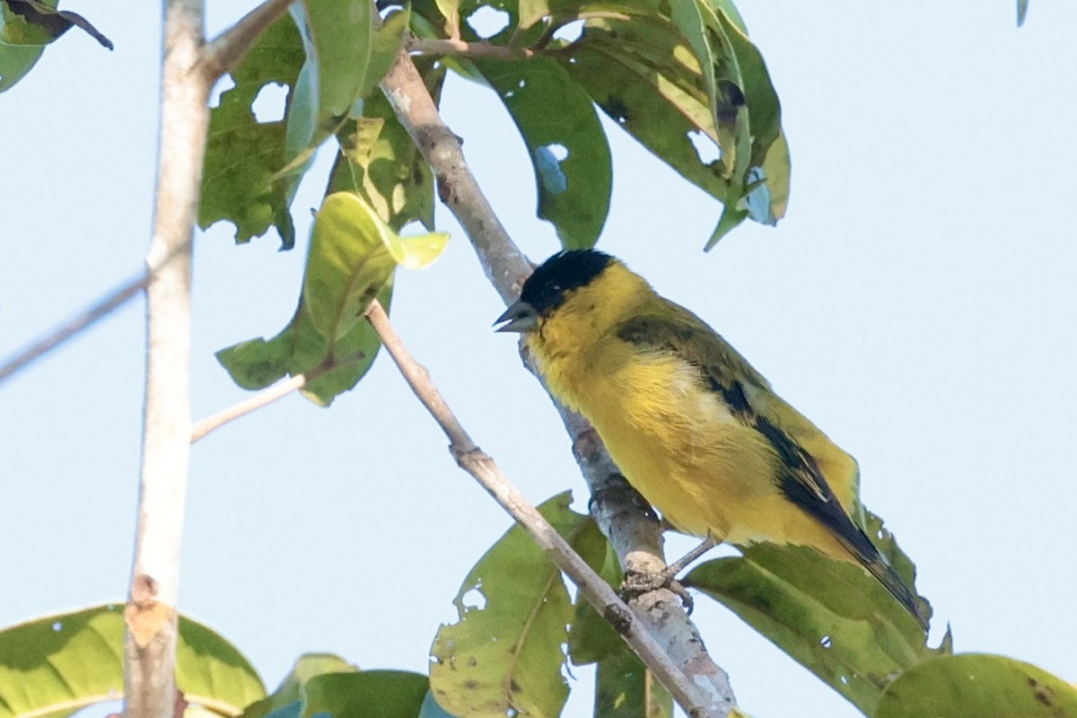 Yellow-faced Siskin - ML642672770