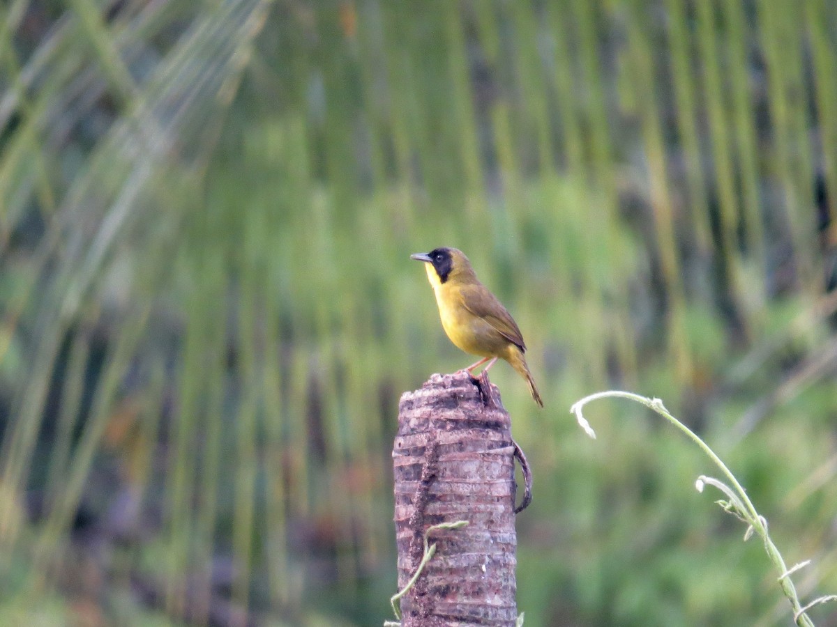 Olive-crowned Yellowthroat - ML642672771