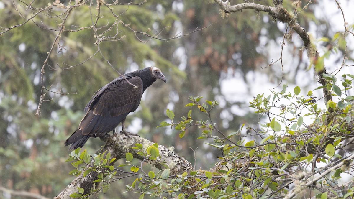 Turkey Vulture - ML642672773