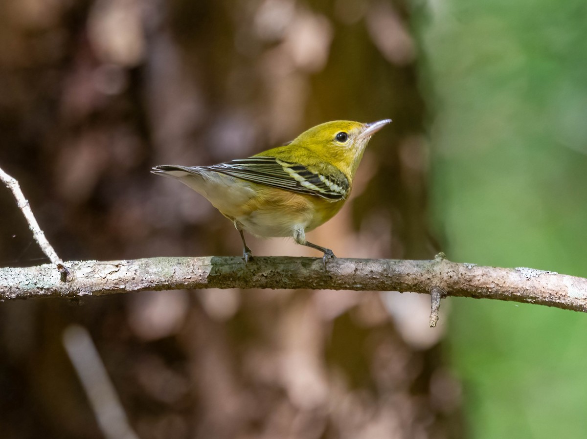 Bay-breasted Warbler - ML642672785