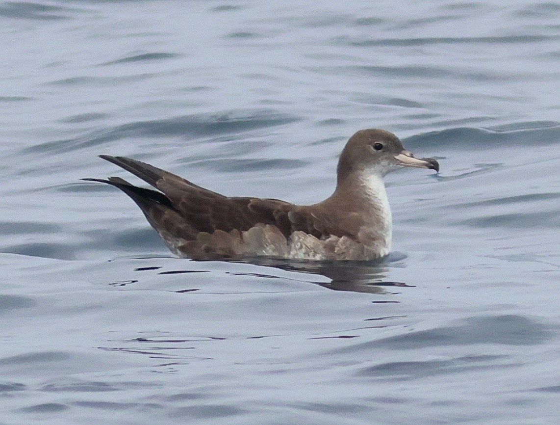 Pink-footed Shearwater - ML642672787