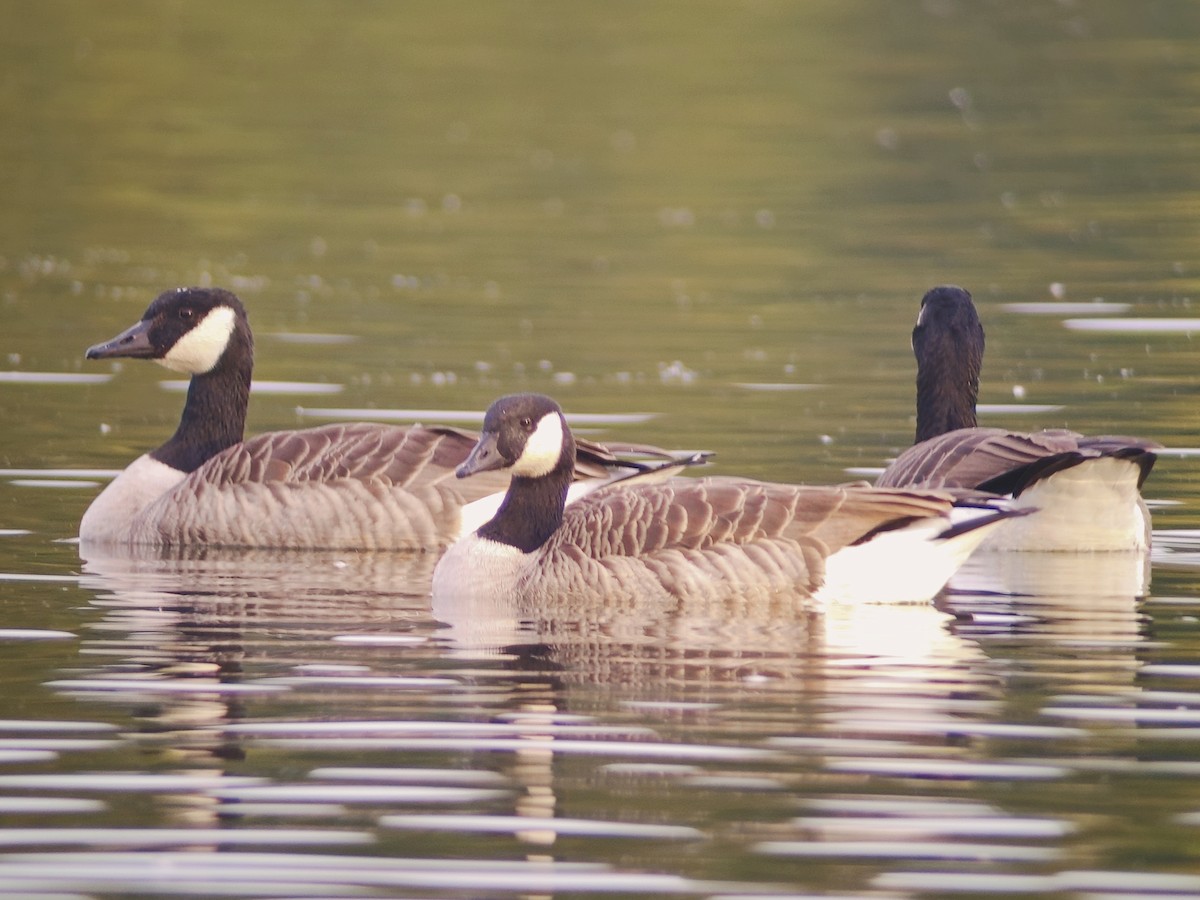 Canada Goose (canadensis Group) - ML642672788