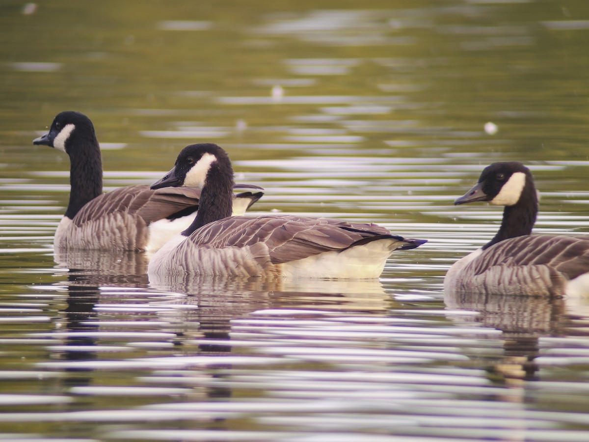 Canada Goose (canadensis Group) - ML642672789